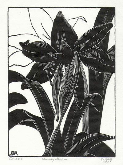 Grace Albee - Amaryllis