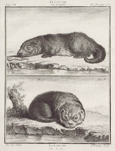 Jean Charles Baquoy and Jacques E. de Seve - The Otter Buffon's Histoire Naturelle