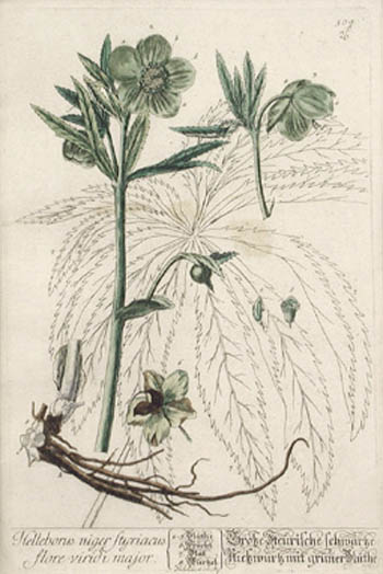 Elizabeth Blackwell - Helleborus Major