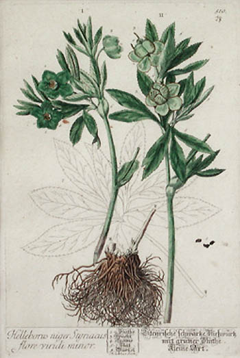 Elizabeth Blackwell - Helleborus Minor