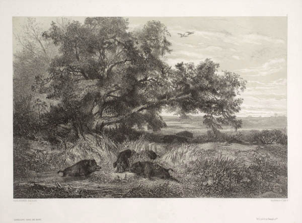 Karl Bodmer - Sangliers dans une Mare or Wild Boars in a Pond