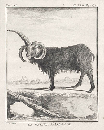 Justus Chevillet and Jacques E. de Seve - The Ram of Iceland