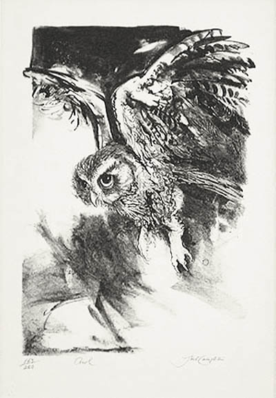 Jack Coughlin - Owl - in Flight