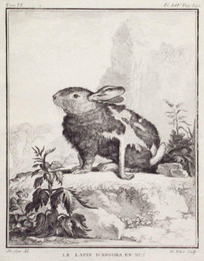 Antoine Jean de Fehrt and Jacques de Seve - The Angora Rabbit Moulting Buffon's Histoire Naturelle