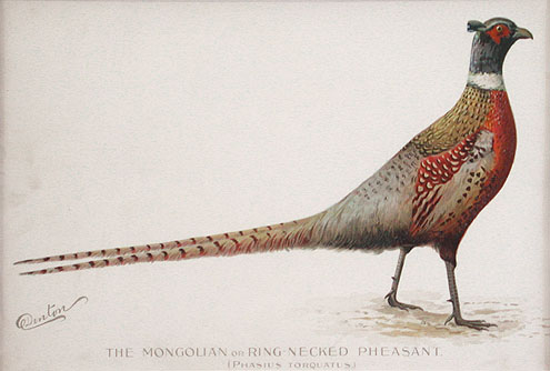 Denton - The Mongolian or Ring Necked Pheasant