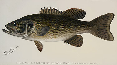 Denton - The Small Mouthed Black Bass
