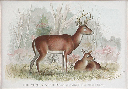 Denton - The Virginia Deer