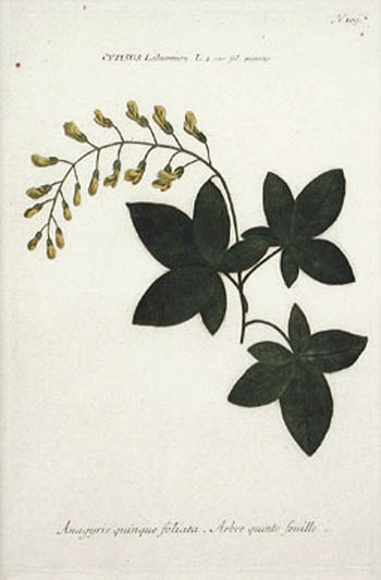 School of Georg D. Ehret - Common Labunum Quintefeuille Tree Cytisus from the Phythanthoza Iconographia