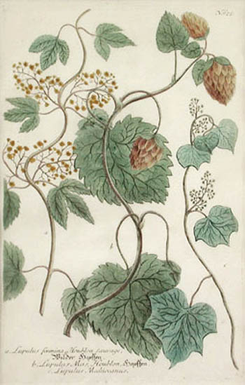 School of Georg D. Ehret - Hop Plants Lupulus Foemina Houblen Sauvage