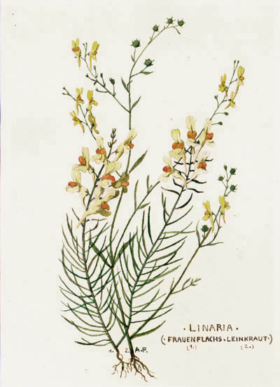 August Fischer - Linaria Frauenflachs and Leinkraut