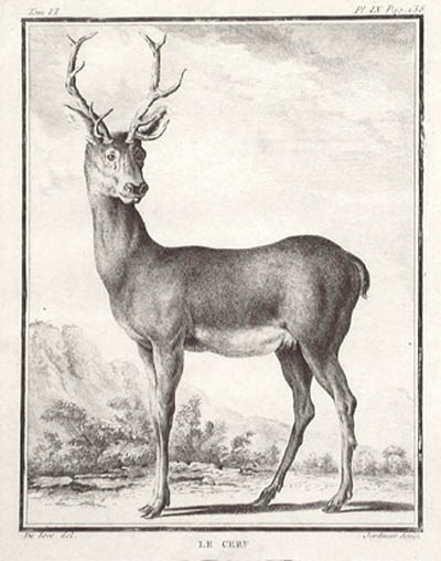 Claude Donat Jardinier  and Jacques E. de Seve - The Stag Le Cerf Buffon's Histoire Naturelle