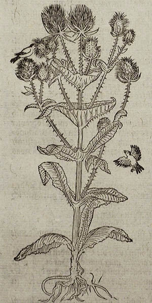 David Kandel - Sonchus Thistle Hieronymus Bock's Book of Herbs or Kreuterbuch