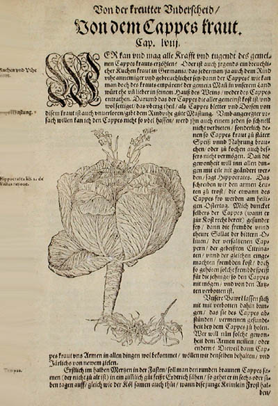 David Kandel - Von Dem Cappes Kraut for Hieronymus Bock's Book of Herbs or Kreuterbuch