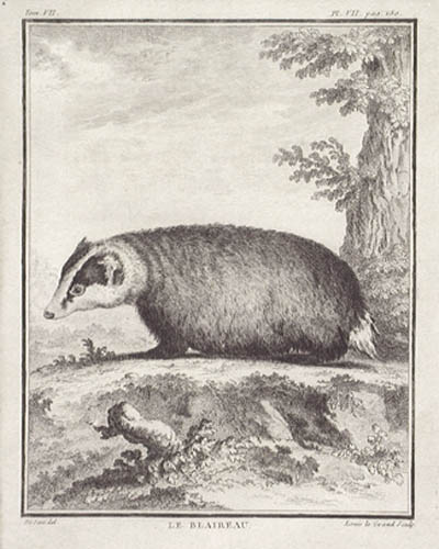 Louis Le Grand and Jacques E. De Seve - The Badger Le Blaireau Buffon's Histoire Naturelle