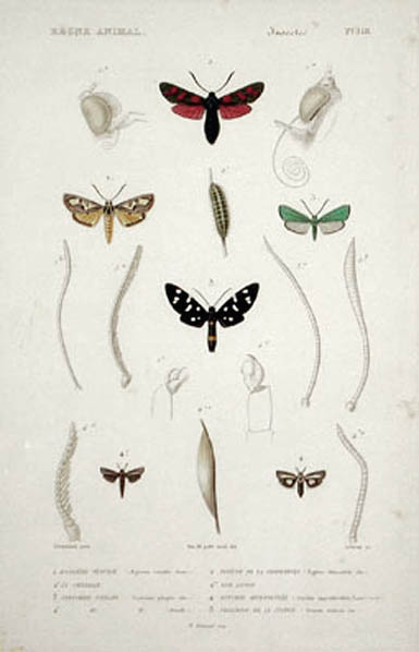 Lebrun - Aegocere Venulie and Zygene de la Filipendule Moths