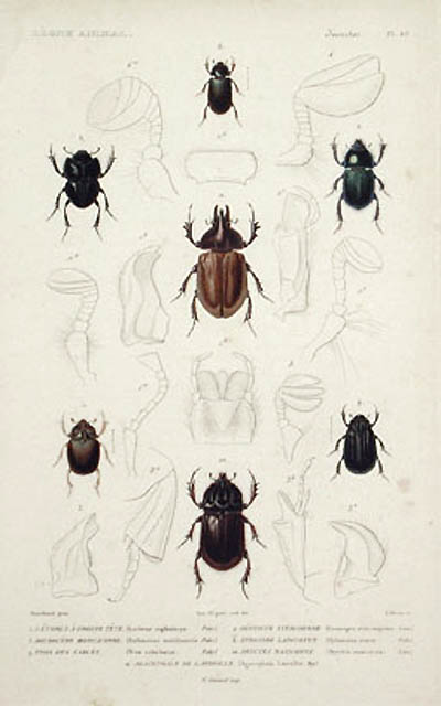 Lebrun - Lethrus a Grosse Tete and Geotrupe Stercoraire Beetles