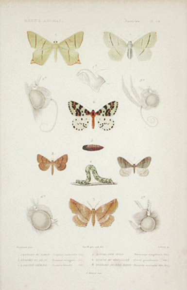 Lebrun - Urapteryx du Sureau and Metrocampe Perle Moths