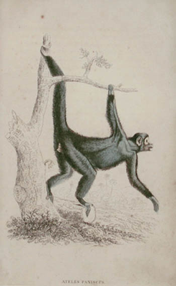 William Home Lizars - Ateles Paniscus - The Coaita Monkey
