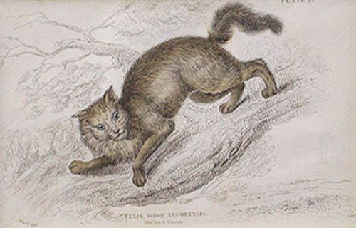 William Home Lizars - Felis Angorensis - Angora Cat