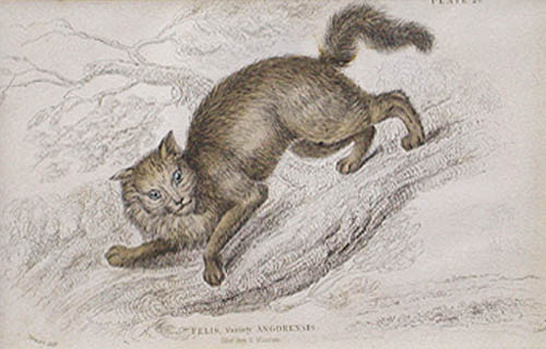 William Home Lizars - Felis Angorensis - Angora Cat