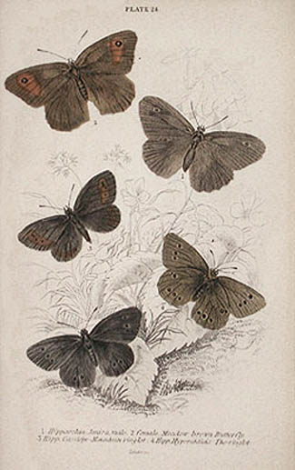William Home Lizars - Hipparchia Janira - Meadow Brown Buterfly