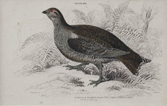 William Home Lizars - The Common Black Grouse Lyrurus Tetrix Female