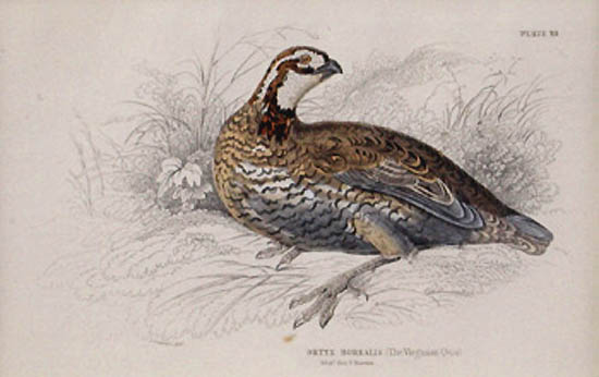 William Home Lizars - The Virginian Quail Otryx Borealis