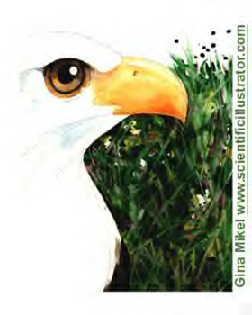 Gina Mikel - Bald Eagle