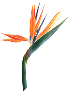 Gina Mikel - Bird of Paradise