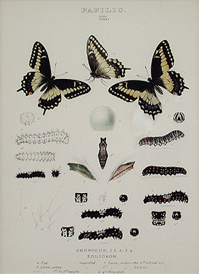 Mary Peart - Papilio Americus Zolicaon