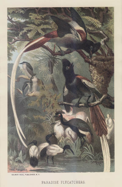 Louis Prang - Paradise Flycatchers