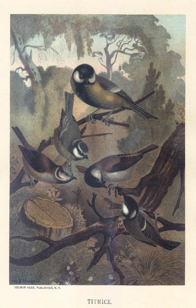 Louis Prang - Titmice