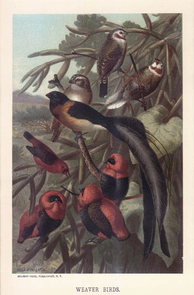 Louis Prang - Weaver Birds