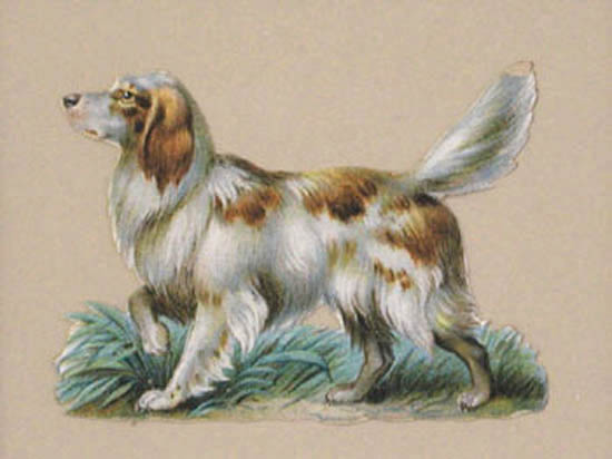 Raphael Tuck and Sons - Springer Spaniel Die Cut