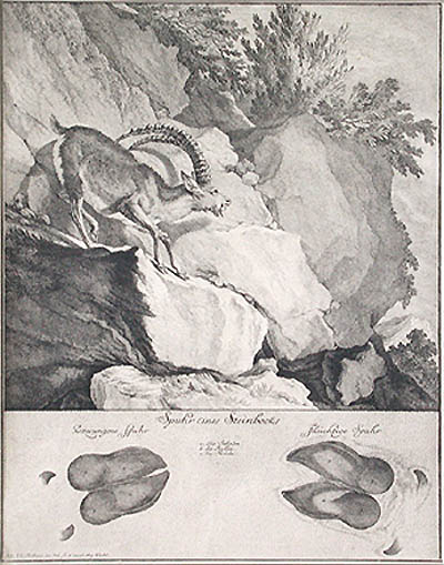 Johann Elias Ridinger - Spuhr eines Steinbocks or Hoofprints of a Mountain Goat