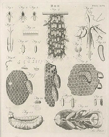 Robert Scot - Bee Dobson's Encyclopaedia