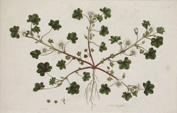 James Sowerby and William Curtis - Malva Rotundifolia Flora Londinensis
