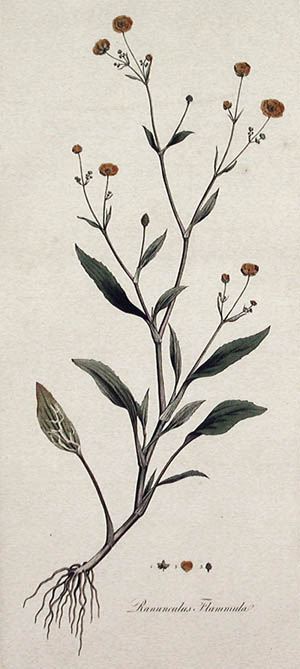 James Sowerby and William Curtis - Ranunculus Flammula Flora Londinensis
