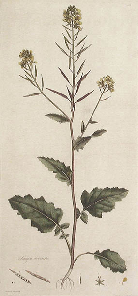 James Sowerby and William Curtis - Sinapis Arvensis Flora Londinensis