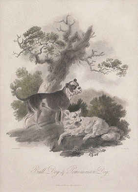 James Tookey - Bull Dog and Pomeranian Dog