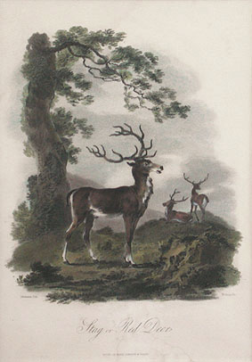 James Tookey - Stag or Red Deer