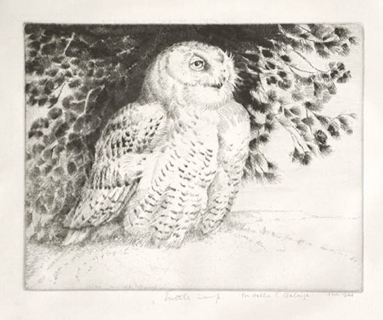 Henry Emerson Tuttle - Snowy Owl