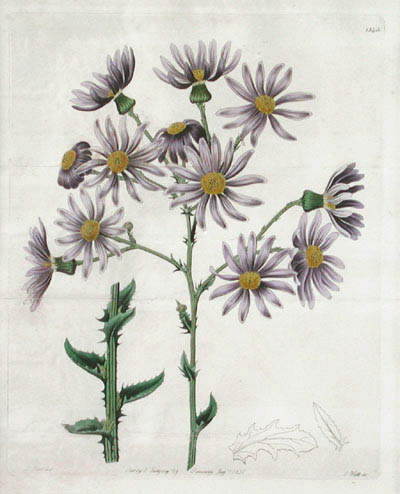 J. Watts and M. Hart - Senecio Lilacinus Senecio Glastifolius from the Aster or Michaelmas Daisy Family for Edwards's Botanical Register