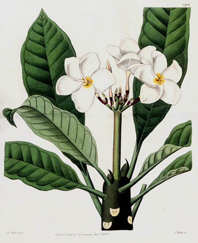 J. Watts and M. Hart - Plumeria Lambertiana Frangipani Plumeria Rubra Floral Study Floral Study for Sydenham Edwards's Botanical Register