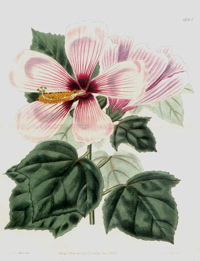 J. Watts and M. Hart - Hibiscus Moscheutos or Rose Mallow Floral Study ...