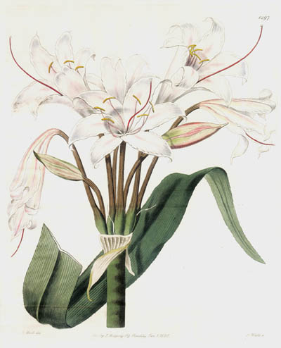 J. Watts and M. Hart - Broad-Leaved Crinum or Crinum Latifolium Floral Study for Sydenham Edwards's Botanical Register