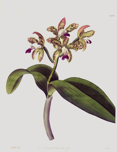 J. Watts and M. Hart - Spotted Cattleya or Cattleya Guttata Orchid Floral Study for Sydenham Edwards's Botanical Register