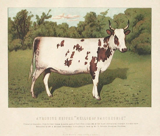 William Mackenzie - Ayrshire Heifer Nellie of Barcheskie