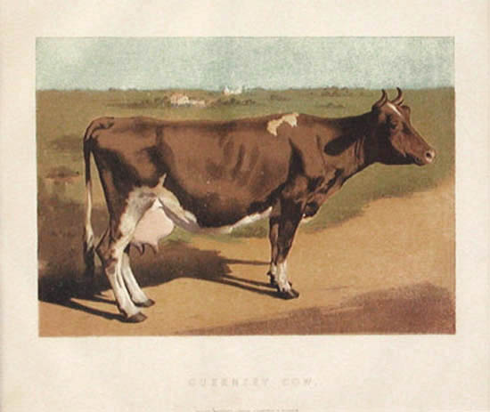 William Mackenzie - Guernsey Cow