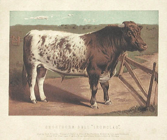 William Mackenzie - Shorthorn Bull Ironclad